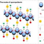 上海师范大学合作最新Nature Plants！解析油菜孢粉素的结构