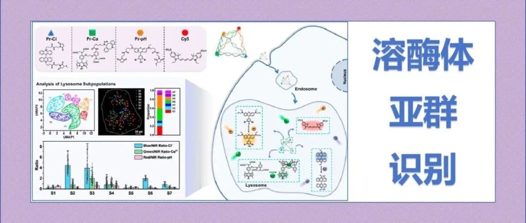 文献分享|基于四面体DNA的三元识别比值荧光探针通过Cl-、Ca2+和pH实时原位解析活细胞中的溶酶体亚群