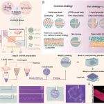 Adv. Mater.: 液体颗粒浴中液体高细胞比例生物墨水的3D生物打印