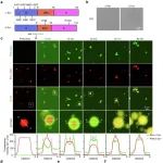 Nat Commun | 华中科技大学黄昆/陈红揭示β-synuclein调控α-synuclein的相变和淀粉样蛋白转化