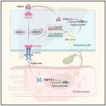 Cell子刊 | 温州医科大学李校堃等鉴定了肝脏FGF4作为FXR的直接转录靶基因，揭示了对胆汁淤积性疾病的潜在治疗策略！