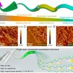 湖北大学尤俊/安农大叶冬冬 AFM：“准溶剂”精准控制甲壳素链片层数，增强离子传输管理