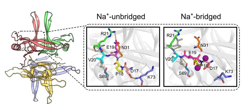 单价离子调控蛋白质表面的结构转变 | 进展