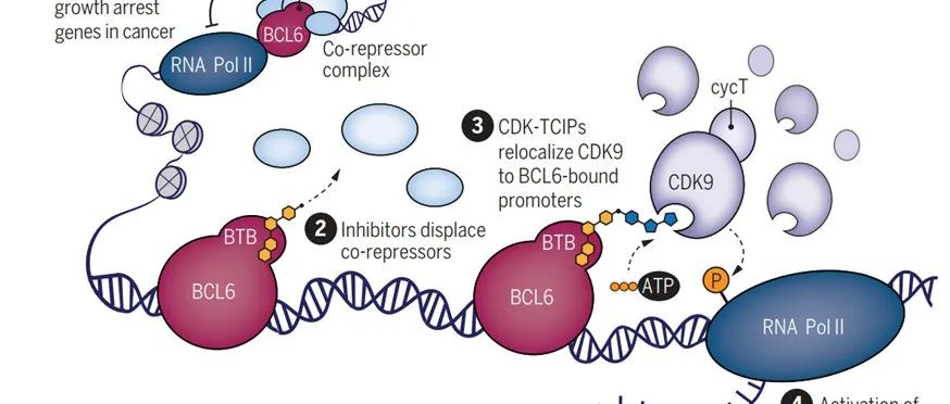 Science | 重新定位转录调节激酶以激活细胞凋亡