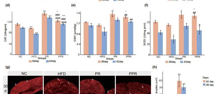 Aging Cell | 哈尔滨医科大学牛玉存/仲雷揭示周期性蛋白质限制饮食延长寿命