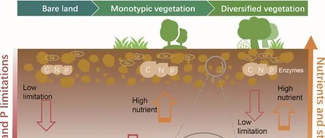 EST | 金属矿物植被恢复缓解了土壤团聚体中微生物的资源限制