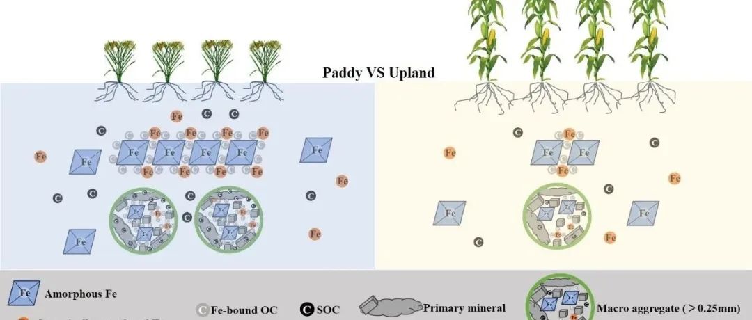 【视点】中国农业科学院区划所土壤培肥与改良团队：长期施肥条件下稻田与旱地铁氧化物对有机碳累积的差异比较