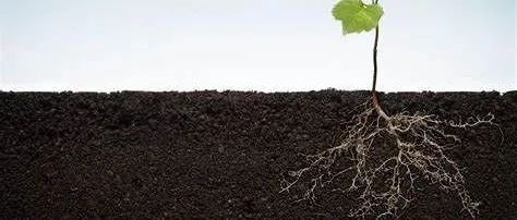 微塑料浓度对植物根系性状和生物量的影响：实验+Meta分析