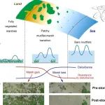 Limnology and Oceanography | 光滩-盐沼过渡带植被斑块格局对台风的响应