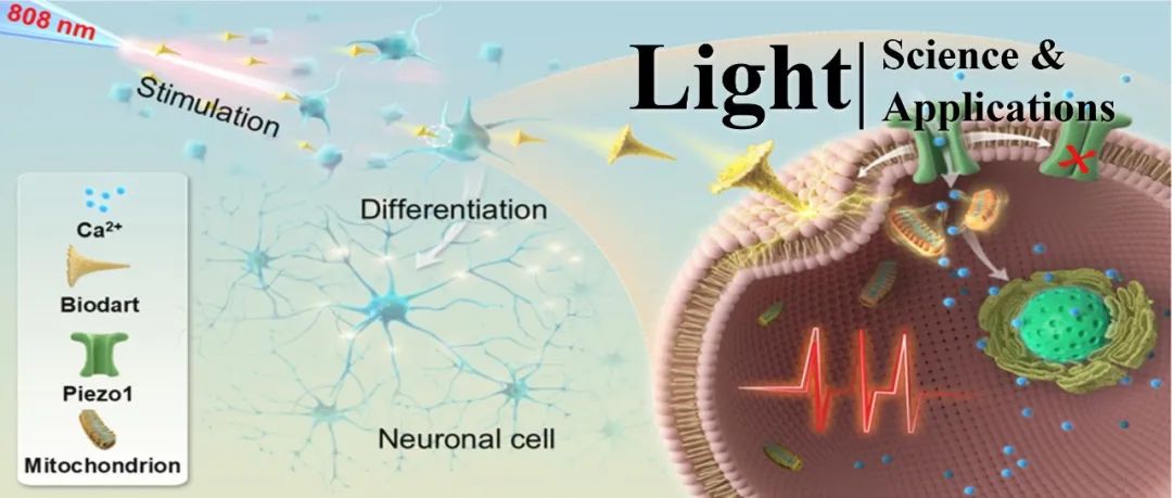 Light | 亚细胞精度神经光学调控