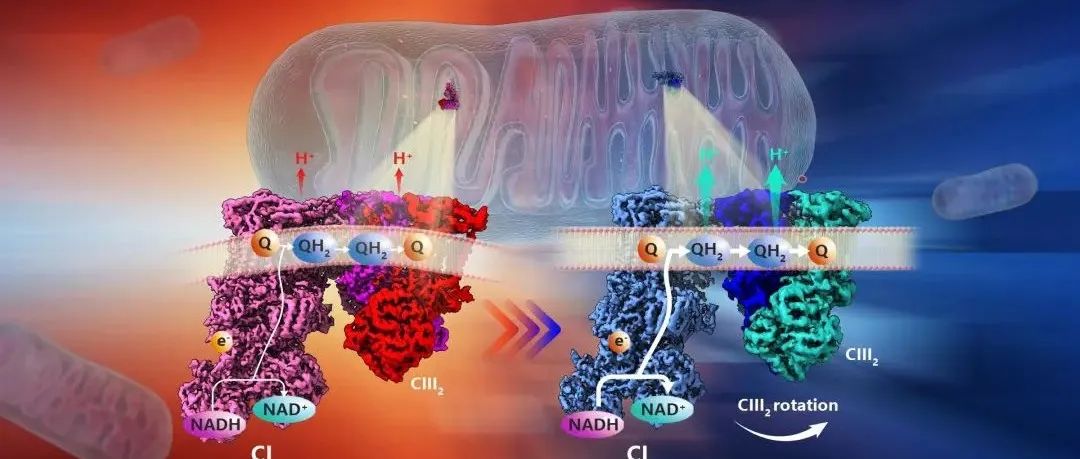 Cell | 南方科技大学廖茂富团队合作阐明冷适应棕色脂肪细胞线粒体呼吸复合物结构变化的机制