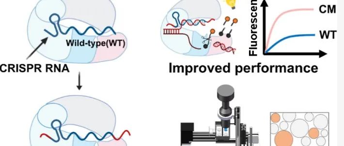 crRNA的末端化学修饰可以增强CRISPR-Cas用于即时核酸检测的性能