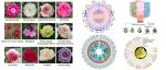 Nat Genet /Curr Biol/Nat Commun/Nat Plants｜步入月季与玫瑰的基因组选择育种新时代