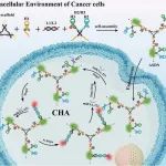 AC.酸刺激自组装 DNA 纳米网络用于微小 RNA-221 的灵敏检测和活癌细胞成像