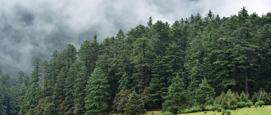 植物所博士生一作在《Nature Climate Change》发表最新研究成果！