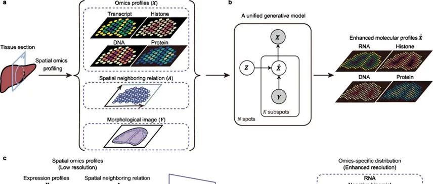 文献分享 ｜Nature Communications｜利用深度生成模型在空间组学平台上以更高的分辨率进行组织表征