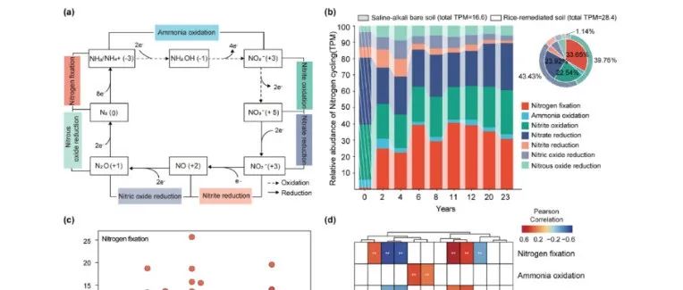 【文献精选】Soil Biology and Biochemistry | 水稻盐碱地修复中磷介导的微生物氮、碳和硫功能演替