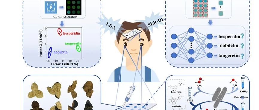 【转载】Biosens. Bioelectron. | 基于纳米酶的比色传感阵列与智能手机结合对黄酮化合物的区分及深度学习定量