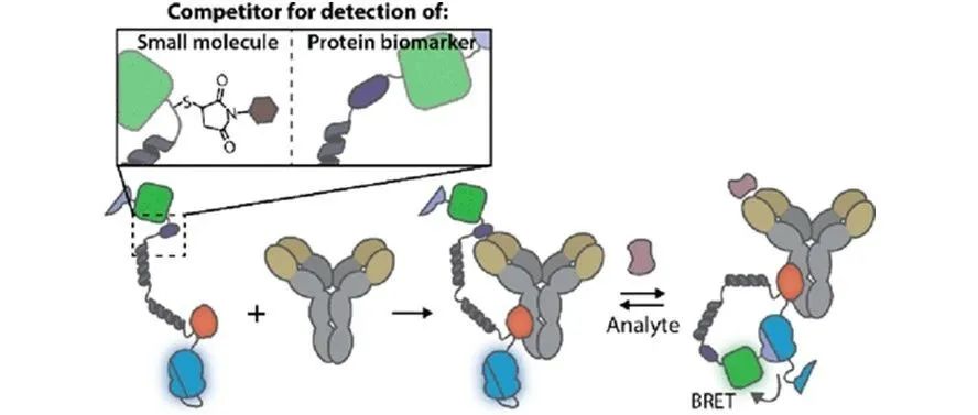 ACS Sensors: 将抗体转化为比率式生物发光传感器，用于基于竞争的均相免疫测定