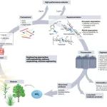 研究进展：木质纤维素-生物炼制 | Nature Reviews Bioengineering