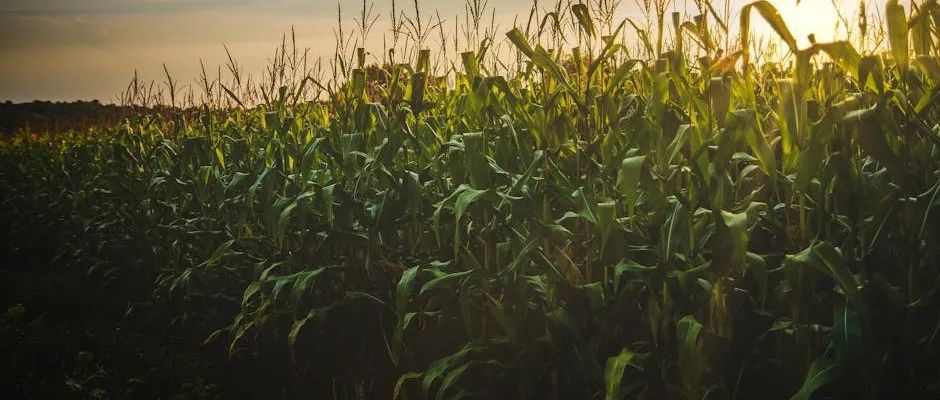 Nat genetics| 中国农大董朝斌发现控制发育边界和分生组织命运的调控网络有助于玉米驯化