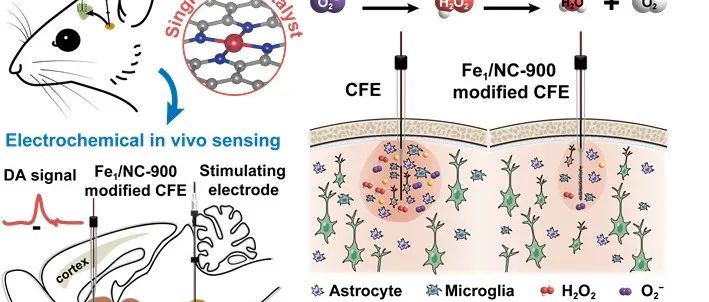 Nat. Commun. | 毛兰群团队报道多功能单原子催化剂实现无炎症反应的多巴胺活体电化学传感