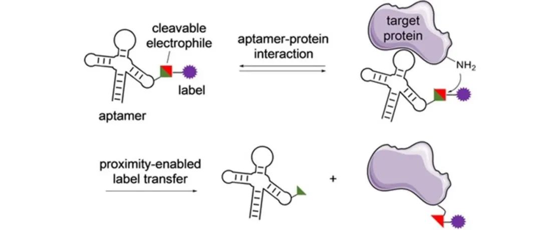 Angew. Chem.┃基于共价适配体的蛋白质邻近标记和交联
