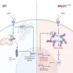 Cell Reports | 上课科技大学洪诗雅课题组揭示NRF1介导的线粒体蛋白稳态调控巨噬细胞炎症反应变化