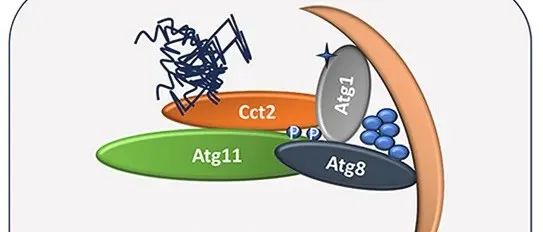 【科技前沿】EMBO Reports | 易聪课题组揭示Cct2-Atg8/LC3C互作的分子调控机制