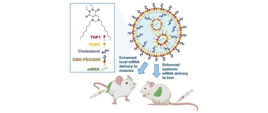 文献分享| ACS Nano: 四氢嘧啶可电离脂质，用于高效 mRNA 递送