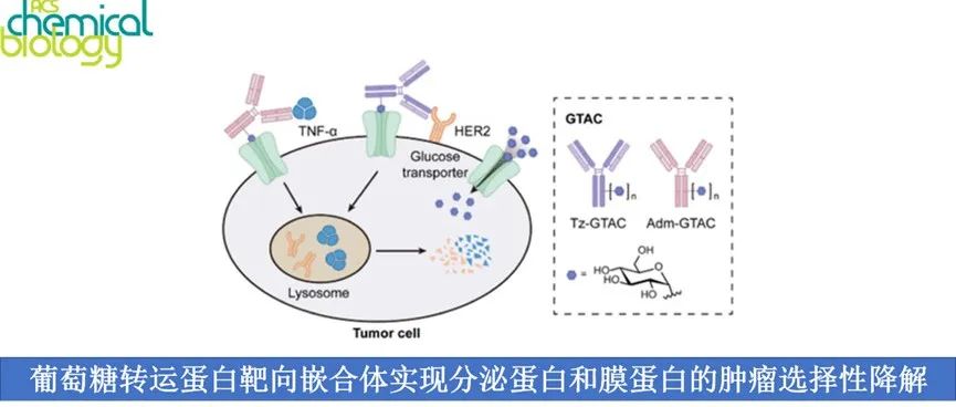 ACS Chem. Biol.|葡萄糖转运蛋白靶向嵌合体实现分泌蛋白和膜蛋白的肿瘤选择性降解