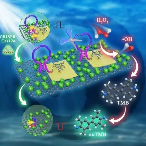 AC.CRISPR/cas 12a-剪切的基于ZIF的异质结，以允许极性可切换的光电化学和纳米酶使能的比色双模式生物传感