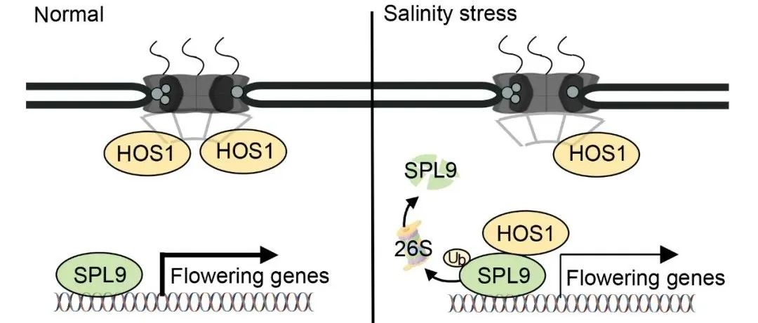 JIPB | 河南大学祝英方团队揭示核孔复合体成员HOS1通过泛素化降解SPL9调节植物在盐胁迫下开花延迟