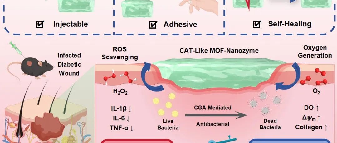【转载】Small | 用于加速糖尿病感染伤口愈合的具有清除 ROS、促进氧气再生和抑菌能力的 MOF-纳米酶水凝胶