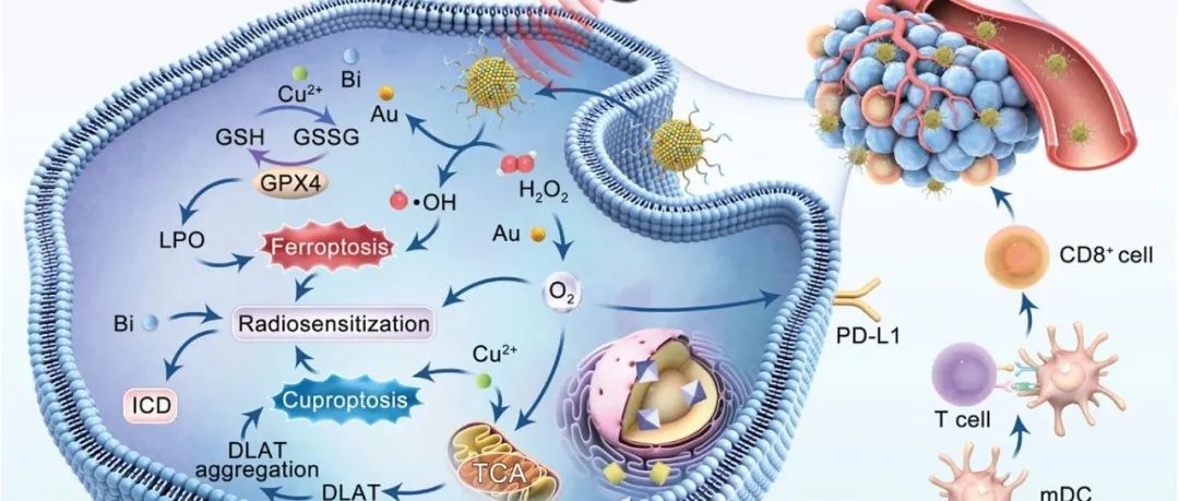 【Adv. Funct. Mater.】铁死亡/铜质增敏剂重塑免疫抑制肿瘤微环境增强放射免疫治疗
