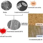 四川大学徐恒团队Chemosphere：生物炭强化微生物诱导碳酸盐沉淀对Cd的矿化作为稻田土壤修复策略