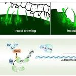 福建农林大学科研团队在植物科学一区Top期刊连发两篇研究论文！