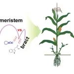 中国农业大学最新Nature Genetics！解析玉米驯化新基因tsh4调控株型穗型发育机制