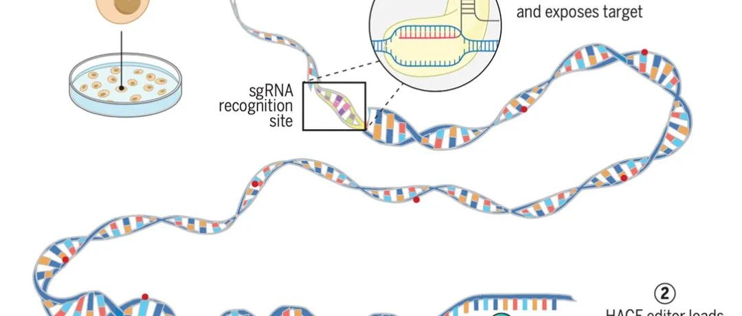 Science | 解旋酶辅助的基因编辑