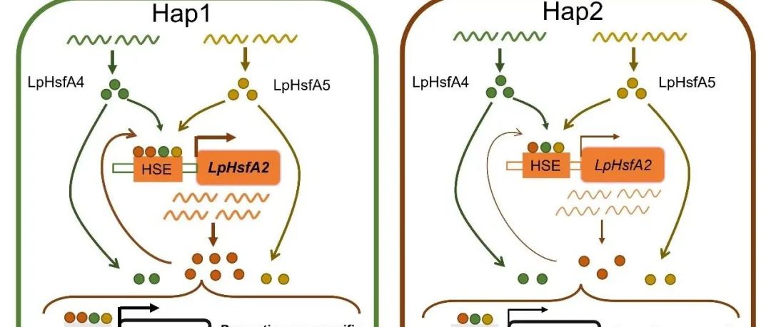 JIPB | 中国科学院陈良团队/景海春团队联合揭示LpHsfA2/4/5分子模块级联调控多年生黑麦草抵御高温胁迫的分子机制