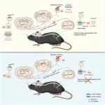 Neuron | 南方科技大学程龙珍团队揭示阿片类药物诱导机械痛觉敏化和镇痛耐受的中枢神经机制