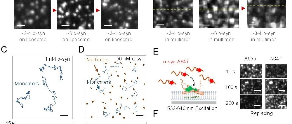 单分子荧光方法揭秘α-突触核蛋白自限制聚集机制 | 进展