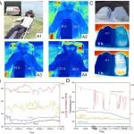 苏州纳米所等利用多级孔水凝胶轻水材料实现极端高温下的可穿戴无源降温