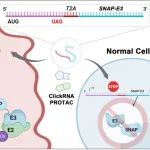 JACS：ClickRNA-PROTAC用于实现肿瘤选择性蛋白降解和癌症靶向治疗