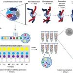 任兵团队全新高通量单细胞染色质构象捕获技术Droplet Hi-C | Nature Biotechnology