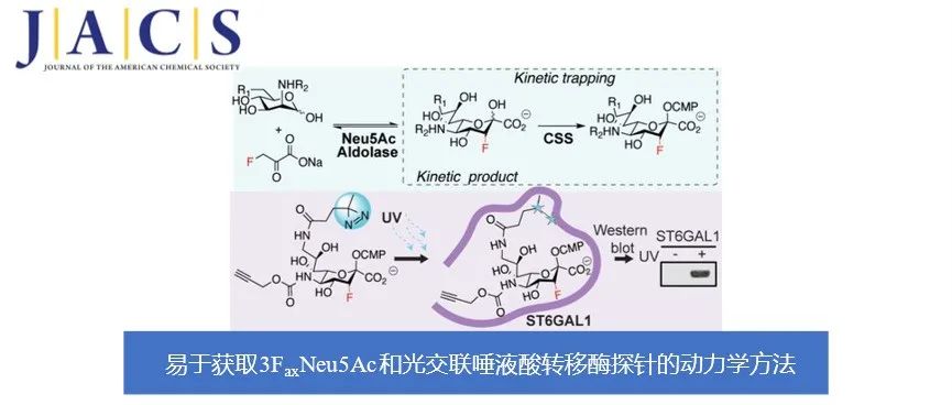 JACS | 一种易于获取3FaxNeu5Ac和光交联唾液酸转移酶探针的动力学方法