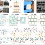 天科大马晓军教授 AFM：具有类承重结构的高弹、耐水的纤维素基气凝胶