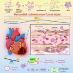 ACS Nano | 哈尔滨工业大学田维明课题组开发复合靶向纳米粒子用于心肌缺血再灌注损伤的昼夜节律依赖性治疗