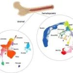 Sci Transl Med | 复旦大学王冠琳课题组及其合作团队揭示骨髓纤维化新靶点Galectin-1