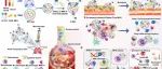 文献分享 | ACS Nano | 一种可吸入的混合仿生纳米平台，用于急性肺损伤治疗中的顺序药物释放和重塑肺免疫稳态